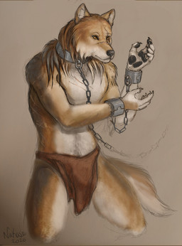 anthro bottomwear bound chain chain_leash chained clothing collar cuff_(restraint) fantasy leash loincloth male restrained restraints shackles slave solo submissive submissive_male wrist_cuffs nakase caelum_(skythe) canid canine canis coyote mammal hi_res