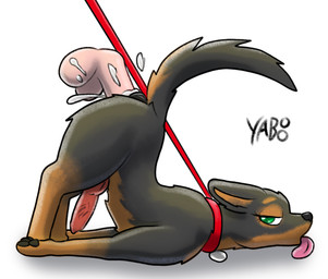 anal anal_penetration ass_up bestiality bodily_fluids collar cum cum_in_ass cum_inside disembodied_penis duo feral feral_focus feral_penetrated genital_fluids genitals human_on_feral human_penetrating human_penetrating_feral interspecies knot knotted_penis leash leash_pull looking_back male male/male male_feral pawpads penetration penis raised_tail sex side_view solo_focus tail tongue tongue_out yaboo canid canine canis dobermann domestic_dog human mammal pinscher hi_res