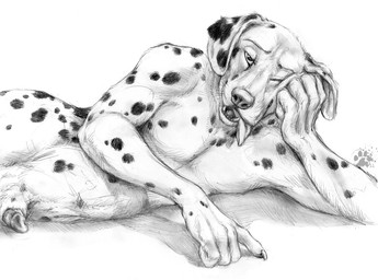 animal_genitalia anthro claws finger_claws floppy_ears fur genitals looking_at_viewer lying male nude nude_anthro nude_male on_side one_eye_closed penis penis_tip sheath simple_background solo spots tongue tongue_out whiskers white_background blotch scratches_volume_5 canid canine canis dalmatian domestic_dog mammal 2011 monochrome traditional_media_(artwork)