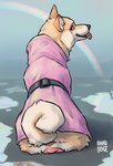 anatomically_correct anatomically_correct_genitalia anatomically_correct_pussy animal_genitalia animal_pussy anus canine_genitalia canine_pussy clothed clothed_feral clothing coat curled_tail female feral fur genitals looking_at_viewer looking_back looking_back_at_viewer pussy rainbow raincoat sitting smile solo tail tan_body tan_fur tongue tongue_out topwear hakudoge panama_(hakudoge) canid canine canis domestic_dog mammal shiba_inu spitz hi_res