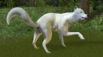 3d annonymouse anus blue_eyes canine female feral fur hi_res in_heat looking_at_viewer pussy pussy_juice white_fur wolf
Rating: Explicit
Score: 13
User: Beastmistress
Date: July 27, 2013