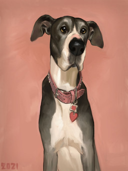 black_nose collar collar_tag feral floppy_ears fur grey_body grey_fur heart_collar_tag markings multicolored_body multicolored_fur pink_background pink_collar pink_markings simple_background solo two_tone_body two_tone_fur white_body white_fur yellow_eyes alexpahomov canid canine canis domestic_dog great_dane mammal mastiff molosser 2021 digital_media_(artwork) digital_painting_(artwork) hi_res painting_(artwork)
