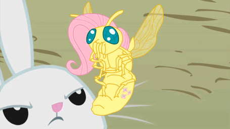 angel_(mlp) animated equine female feral fluttershy_(mlp) fly friendship_is_magic horse my_little_pony pony unknown_artist
Rating: Safe
Score: 3
User: lookyloo
Date: June 24, 2011