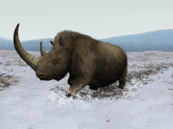 big_horn brown_body brown_fur feral fur grass hill horn huge_horn plant running small_eyes small_horn snow solo steppe three-quarter_view tundra mihin89 mammal prehistoric_species rhinoceros woolly_rhinoceros 2023