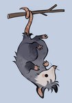 ambiguous_gender branch feral fur grey_body grey_fur hanging_by_tail prehensile_tail snout solo tail toony upside_down whiskers feefal american_opossum mammal marsupial hi_res