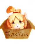 accessory adoption_box black_nose box container female hair hair_accessory in_box in_container short_hair solo text delpilot animal_crossing nintendo isabelle_(animal_crossing) canid canine canis domestic_dog mammal shih_tzu toy_dog 4:5 japanese_text translated