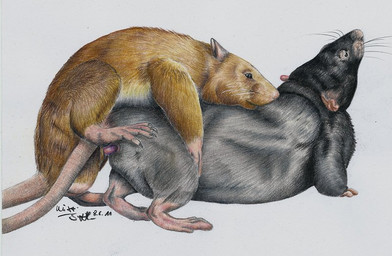 all_fours anatomically_correct anatomically_correct_genitalia anatomically_correct_penis anatomically_correct_vulva animal_genitalia animal_penis animal_vulva balls big_balls big_balls_small_penis disproportionate_genitalia doggystyle duo erection female female_penetrated feral feral_on_feral from_behind_position genitals intragenital_size_difference male male/female male_penetrating male_penetrating_female mating_grip nude penetration penile penile_penetration penis penis_in_vagina raised_leg realistic realistic_feral rodent_genitalia rodent_penis rodent_vulva rounded_back sex small_penis tail vaginal vaginal_penetration vulva mixxiwuff mammal murid murine rat rodent 2011