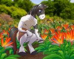 5_fingers anthro bird_of_paradise_(flower) black_body black_fur blue_eyes blurred_background brown_body brown_fur casual_nudity crouching day fingers flower fur horn male multicolored_body multicolored_fur nature nature_background nude outside plant solo white_body white_fur the_draft_horse mythology equid equine mammal mythological_creature mythological_equine unicorn 2020 5:4 hi_res