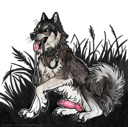 animal_genitalia animal_penis blue_eyes canine_genitalia canine_penis cheek_tuft chest_tuft claws collar erection facial_tuft fangs feral fur genitals glistening glistening_eyes grass grey_body grey_claws grey_collar grey_fur grey_pawpads grey_tail knot knotted_penis leg_tuft looking_at_viewer male male_feral open_mouth pawpads penis pink_penis pink_tongue plant side_view simple_background sitting solo tail teeth tongue tongue_out tuft white_body white_fur heatherwolf canid canine mammal