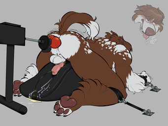 anthro bodily_fluids bound cum cumshot dildo ejaculation fucking_machine genital_fluids genitals knot knotted_dildo knotted_penis machine male overstimulation peeing penis sex_toy shaking urine azaroteu border_collie canid canine canis collie domestic_dog herding_dog mammal pastoral_dog sheepdog hi_res