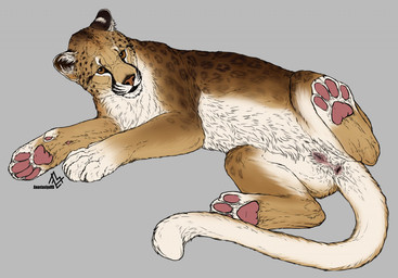 anatomically_correct anatomically_correct_anus anatomically_correct_genitalia anatomically_correct_vulva animal_genitalia animal_vulva anus feet feline_genitalia feline_vulva female feral foot_focus genitals lying on_side pawpads paws soles solo tail tail_anus toes vulva anastasiyavb felid leopard mammal pantherine