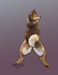 anatomically_correct anatomically_correct_genitalia anatomically_correct_pussy animal_genitalia animal_pussy bodily_fluids brown_body brown_fur canine_genitalia canine_pussy countershading cum cum_from_pussy cum_in_pussy cum_inside curled_tail female feral fur genital_fluids genitals gradient_background looking_at_viewer looking_back pawpads paws pussy realistic_feral simple_background smile solo tail regsmutt canid canine canis domestic_dog mammal shiba_inu spitz 2024 digital_media_(artwork) hi_res