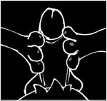 3_toes anthro balls belly crotch_tuft erection feet foot_fetish foot_play footjob genitals glistening humanoid_genitalia sex spread_toes toes tuft zenodos animated black_and_white digital_drawing_(artwork) digital_media_(artwork) monochrome short_playtime