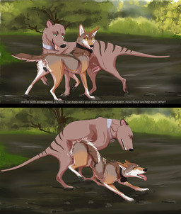 animal_genitalia animal_penis animal_vulva anus balls balls_above_penis canine_genitalia canine_vulva dialogue duo female female_penetrated feral feral_on_feral feral_penetrated feral_penetrating feral_penetrating_feral forked_penis fur genitals interspecies male male/female male_penetrating male_penetrating_female markings marsupial_penis penetration penis radio_collar sex striped_markings stripes tan_body tan_fur text vulva jackkdaw boca_(jackkdaw) thylus canid canine canis dasyuromorph mammal marsupial recently_extinct_species red_wolf thylacine wolf 2020 absurd_res english_text hi_res
