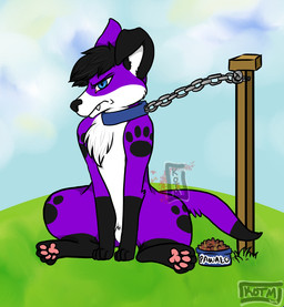 bowl chain chain_leash collar container grumpy leash male outside pawpads paws solo zainniko pawalo canid canine canis domestic_dog elkhound mammal spitz