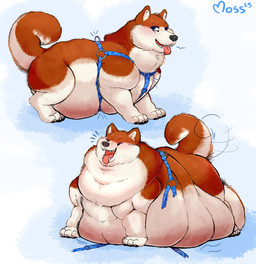 belly big_belly breath brown_body brown_fur fat_rolls feral fur happy harness harness_only huge_belly male morbidly_obese morbidly_obese_feral obese obese_feral overweight overweight_feral panting solo tail tail_motion tailwag weight_gain fluffmoss canid canine canis domestic_dog husky mammal nordic_sled_dog spitz 2025 absurd_res hi_res sequence