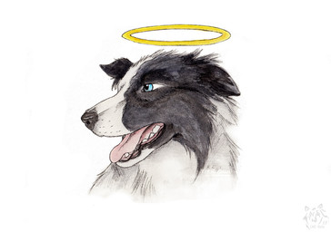 ambiguous_gender black_body black_fur black_nose blue_eyes feral fur halo logo open_mouth simple_background solo teeth tongue tongue_out white_background white_body white_fur kola_(artist) border_collie canid canine canis collie domestic_dog herding_dog mammal pastoral_dog sheepdog 2018 artist_logo dated