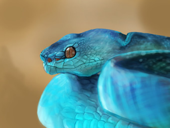 blue_body blue_scales brown_eyes coiled_up feral male photorealism pit_organ realistic scales solo tucakeane_(artist) disney zootopia gary_de'snake pit_viper reptile scalie snake viper hi_res
