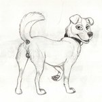 anus balls claws collar feral fur genitals male pawpads presenting solo standing tail teeth vinadog romeo_(roadside_romeo) canid canine canis domestic_dog mammal 1:1 hi_res sketch