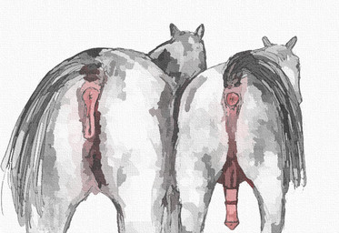 anatomically_correct anatomically_correct_anus anatomically_correct_genitalia anatomically_correct_penis anatomically_correct_vulva animal_genitalia animal_penis animal_vulva anus both_sexes_in_same_situation duo equine_anus equine_genitalia equine_penis equine_vulva erection eunuch female feral fur genitals male penis presenting presenting_anus presenting_vulva raised_tail simple_background tail tail_anus vulva white_background white_body white_fur darkmare equid equine horse mammal 2022