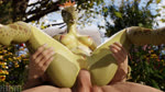 16:9 3d_(artwork) anal anal_penetration animated anthro anthro_focus anthro_penetrated argonian balls blender_cycles breasts digital_media_(artwork) duo female female_anthro female_focus female_on_human female_penetrated genitals hi_res high_framerate human human_on_anthro human_penetrating human_penetrating_anthro human_penetrating_female interspecies light_body light_skin looking_pleasured male male/female male_human male_penetrating male_penetrating_anthro male_penetrating_female mammal microsoft outside penetration penile penile_penetration penis penis_in_ass peresvet_(artist) pussy scalie sex short_playtime solo_focus sound sound_effects spread_legs spreading teeth the_elder_scrolls webm widescreen womb_tattoo