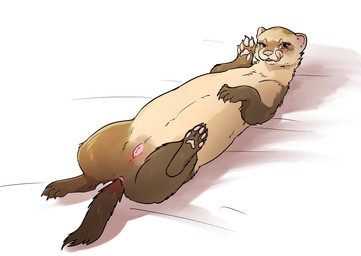 5_toes anatomically_correct anatomically_correct_feet animal_genitalia anus brown_body brown_claws brown_fur claws feet female feral fur genitals lying mustelid_vulva on_back open_mouth pawpads pink_nose pink_pawpads pose solo tan_body tan_fur toes tongue tongue_out momou domestic_ferret mammal mustelid musteline true_musteline weasel absurd_res hi_res pinup shaded
