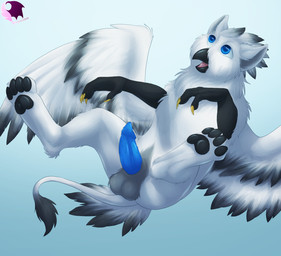 animal_genitalia balls beak blue_eyes blue_penis claws erection feathered_wings feathers feet feral flying fur genitals male open_mouth pawpads penile_spines penis solo tail tail_tuft talons toes tongue tuft white_body white_fur wings pheonixbat mythology avian gryphon mythological_avian mythological_creature 2015 hi_res