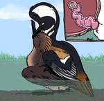 animal_genitalia animal_penis feral feral_on_feral feral_penetrated feral_penetrating genitals penetration penis pteri_(artist) anatid anseriform avian bird duck hooded_merganser sea_duck hi_res