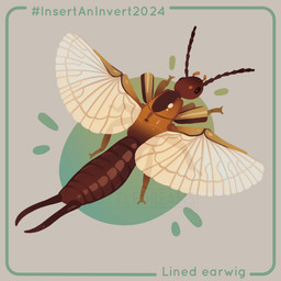 6_legs ambiguous_gender antennae_(anatomy) arthropod_abdomen black_eyes border brown_body cerci_(anatomy) circle feral green_border grey_background hashtag insect_wings multi_limb open_wings segmented_body simple_background solo spread_wings tail text toony translucent translucent_wings wings cuttledreams arthropod earwig insect lined_earwig 1:1 2024 dated digital_drawing_(artwork) digital_media_(artwork) english_text species_name watermark