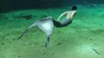 animated bubble fish_tail male mermaid merman no_feet real solo underwater water
Rating: Safe
Score: 5
User: Gayboibunny
Date: December 12, 2013