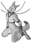 animal_genitalia anthro balls bdsm bound chain collar collar_only cuffs_(clothing) genital_piercing genitals harness harness_only male nude penis penis_piercing piercing prince_albert_piercing sheath solo silgiriya_mantsugosi kojote canid canine canis coyote mammal hi_res monochrome