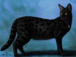 ambiguous_gender black_body black_fur feral fur melanistic solo spots ykoriana domestic_cat felid feline felis mammal mixed_breed savannah_cat 4:3