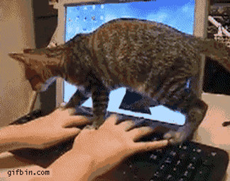 ambiguous_gender computer computer_keyboard disembodied_hand duo electronics feral humor lying monitor quadruped real resting screen solo_focus tail text unknown_artist domestic_cat felid feline felis human mackerel_tabby mammal animated grandfathered_content low_res url