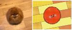 ambiguous_gender bird's-eye_view feral floor fluffy high-angle_view looking_at_viewer looking_up poof real solo spinning toony wood wood_floor keke_(artist) canid canine canis domestic_dog mammal pomeranian spitz 2d_animation animated digital_media_(artwork) flipnote_studio_(artwork) frame_by_frame photography_(artwork) redraw short_playtime