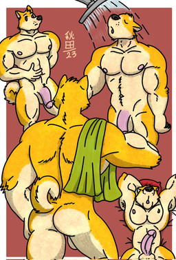 abs anthro balls bathing biceps big_penis brown_eyes casual_nudity deltoids flaccid fur genitals humanoid_genitalia humanoid_hands humanoid_penis lying male manly muscular muscular_anthro muscular_male navel nipples nude on_back pecs penis shower shower_head showering simple_background sleeping solo towel towel_on_shoulder towel_only habuwolfdog akita canid canine canis domestic_dog mammal spitz
