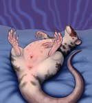 5_toes abstract_background anatomically_correct anatomically_correct_anus anatomically_correct_genitalia anatomically_correct_pussy animal_genitalia animal_pussy anus aroused bed bed_sheet bedding belly_blush black_body black_fur blep blue_background blush bodily_fluids body_blush brown_eyes buckteeth butt claws dripping excited feet female female_feral feral finger_claws fur furless_tail furniture genital_fluids genitals hand_on_belly hand_on_nipple hindpaw in_heat inside leaking legs_up logo long_tail looking_at_viewer lying lying_on_bed markings mottled mottled_body mottled_fur multi_nipple nipples on_back on_bed orange_eyes pawpads paws piebald piebald_body piebald_fur pink_anus pink_body pink_feet pink_nipples pink_nose pink_pawpads pink_pussy pink_skin pink_tail plump_labia presenting presenting_anus presenting_hindquarters presenting_pussy purple_background pussy pussy_juice_drip pussy_juice_leaking quadruped rat_tail realistic_feral rodent_pussy round_ears simple_background soles solo spots spotted_body spotted_fur spotted_markings spread_legs spreading tail tail_anus teats teeth text thick_tail toe_claws toes tongue tongue_out touching_nipples vaginal_fluids whiskers white_body white_fur cloudweaver_(artist) mammal murid murine rat rodent artist_logo artist_name digital_drawing_(artwork) digital_media_(artwork) hi_res signature
