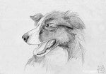 ambiguous_gender feral floppy_ears logo open_mouth simple_background solo tongue tongue_out kola_(artist) border_collie canid canine canis collie domestic_dog herding_dog mammal pastoral_dog sheepdog 2018 artist_logo dated monochrome traditional_media_(artwork)