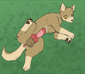 animal_genitalia animal_penis anus balls big_penis bodily_fluids brown_body brown_fur canine_genitalia canine_penis erection feral fur genital_fluids genitals grass knot looking_at_viewer male multicolored_body multicolored_fur pawpads paws penis plant precum sheath simple_background solo tail two_tone_body two_tone_fur rankedredpanda canid canine mammal digital_drawing_(artwork) digital_media_(artwork)
