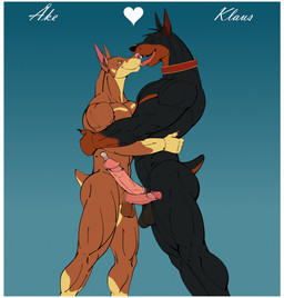abs anthro balls biceps big_penis condom duo erection fur genitals half-closed_eyes heart_symbol hug humanoid_genitalia humanoid_penis looking_at_another male male/male muscular muscular_anthro muscular_male narrowed_eyes nude open_mouth pecs penis romantic sexual_barrier_device simple_background smile standing tail teeth tongue tongue_out wearing_condom klaus_doberman ake_(amdog) klaus_doberman_(character) canid canine canis dobermann domestic_dog mammal pinscher digital_media_(artwork) hi_res