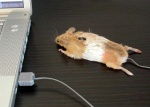 ambiguous_gender computer displacement electronics feral humor laptop photo plushie pun real solo the_truth usb usb_compatible visual_pun what unknown_artist mammal mouse murid murine rodent grandfathered_content low_res