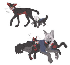 ambiguous_gender bite black_body black_fur black_nose blue_body blue_fur duo feral fur grey_body grey_fur inner_ear_fluff looking_at_another open_mouth pawpads paws quadruped red_body red_eyes red_fur sharp_teeth tail teeth tongue tongue_out tuft aaasakawa hollow_knight_(franchise) team_cherry grimm_(hollow_knight) the_knight_(hollow_knight) canid canine felid feline mammal 2026 hi_res