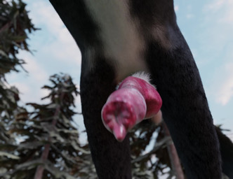 animal_genitalia animal_penis balls black_body black_fur canine_genitalia canine_penis cloud day erection feral forest fur genital_focus genitals knot knotted_penis low-angle_view male male_feral nature nature_background outside penis penis_focus plant realistic realistic_anatomy realistic_feral red_penis solo tail tail_motion tailwag throbbing throbbing_penis tree white_body white_fur sierrafoxx- border_collie canid canine canis collie domestic_dog herding_dog mammal pastoral_dog sheepdog 3d_(artwork) 3d_animation animated digital_media_(artwork) hi_res no_sound short_playtime video