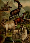 ambiguous_gender balls feral fur genitals group hooves horn male plant quadruped young young_feral hugh_craig public_domain angora_goat bovid caprine cashmere_goat domestic_goat goat ibex mammal 1897 19th_century absurd_res ancient_art hi_res traditional_media_(artwork)