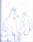 abs anthro biped canid canine clothed clothing flaccid genitals kneeling looking_down looking_up male mammal monochrome multiple_angles multiple_poses muscular muscular_anthro muscular_male nude penis poop_(artist) pose simple_background sketch sketch_page solo standing topless underwear white_background