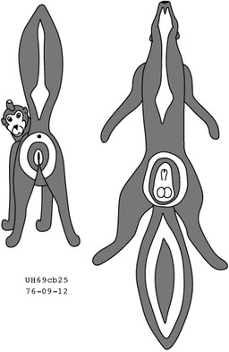 animal_genitalia anus balls feral fur genitals looking_at_viewer looking_back looking_back_at_viewer male mohawk presenting raised_tail sheath simple_background solo tail white_background urbanhermit mammal mephitid skunk 1976 20th_century ancient_art dated greyscale monochrome