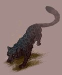 black_body black_fur cheek_tuft facial_tuft feral fur fur_markings grass inner_ear_fluff markings melanistic orange_eyes plant quadruped simple_background spots spotted_markings tail tuft whiskers melodyofforest felid jaguar mammal pantherine hi_res