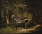 1763 18th_century absurd_res ambiguous_gender ancient_art black_body black_fur equid equine feral forest fur george_stubbs grass hi_res hooves mammal nature nature_background outside painting_(artwork) plant public_domain quadruped side_view snout solo standing striped_body striped_fur stripes tail traditional_media_(artwork) tree white_body white_fur zebra