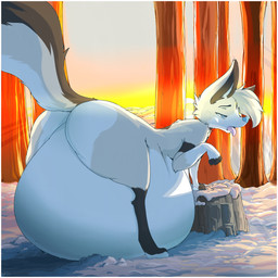 belly big_belly big_butt blue_eyes border butt female feral fur grey_body grey_fur hair huge_belly hyper hyper_belly inflation outside plant resting_on_belly rock snow solo sunset tail tongue tongue_out tree white_body white_border white_fur white_hair garuda_six canid canine fox mammal 1:1 character_request hi_res