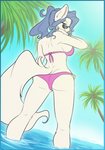 anthro bikini blue_eyes blue_hair clothing female fur hair looking_back solo swimwear two-piece_swimsuit white_body white_fur arctic-sekai arctic_ikume arctic_wolf canid canine canis mammal wolf hi_res