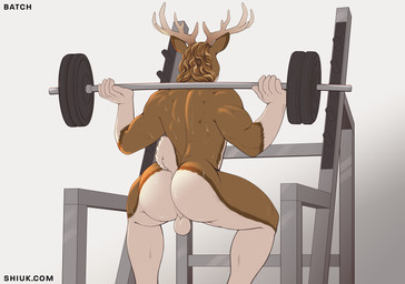 anthro antlers back_muscles backsack balls biceps biped bodily_fluids butt crouching exercise genitals gym_equipment hair horn male muscular muscular_anthro muscular_male nude nude_workout perineum rear_view solo sweat text shiuk batch_(righthandtoaster) deer mammal 2020 hi_res url